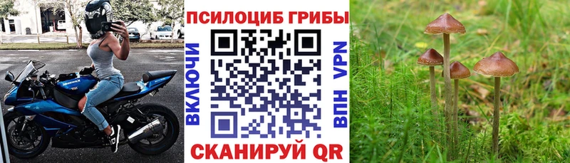 Псилоцибиновые грибы прущие грибы  Курганинск 